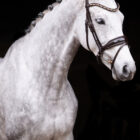 Excellence snaffle brown - UNIQ Bridles